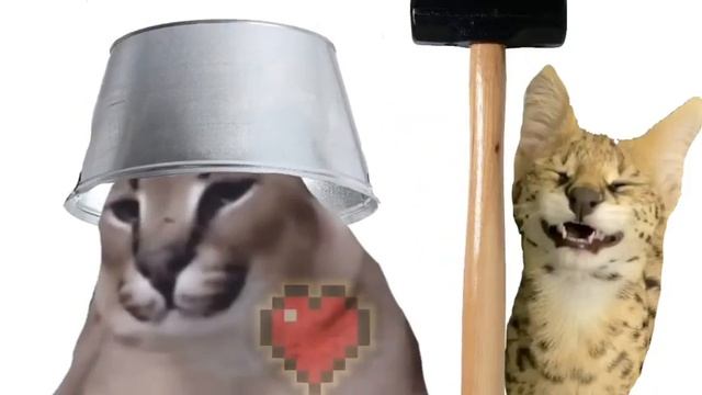 Похмел дырда? shorts
