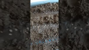 19 марта посеяла три сорта высокорослых томатов сорта: Варвара, Амурский тигр, Геродес