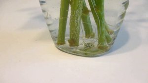 Food Forest Plants: "Longevity Spinach" | Gynura Procumbens