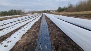 КОГДА НАКРЫВАТЬ КЛУБНИКУ ВЕСНОЙ ЧТО БЫ ПОЛУЧИТЬ БОЛЬШОЙ УРОЖАЙ И КРУПНУЮ ЯГОДУ !?