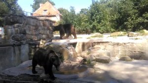 Медведь съел человека