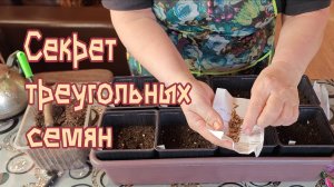 Сею цинии. Секрет треугольных семян.