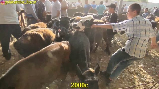 Гулакандоз Пайшанба Молбозоридан Бокма Новвос Ва Гуножин Сигирлар Нархлари.
