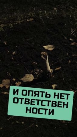 очередное уничтоженное дерево на набережной Старого Оскола
