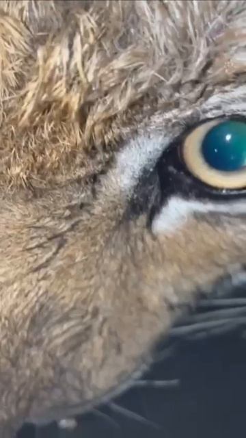 1000011616.mp4