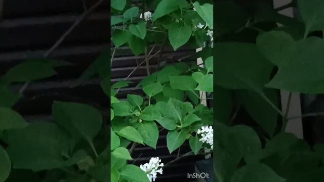 бабочка Бражник, похожая на колибри