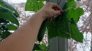 Огурцы Балконное чудо. Вырастили на окне, собираем урожай