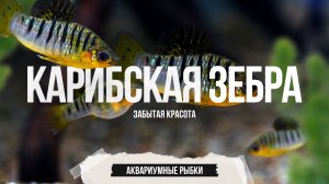 Лимия чернополосая - живородящая аквариумная рыбка