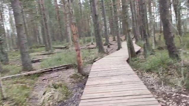 Прогулка по экологической тропе Сестрорецкое болото