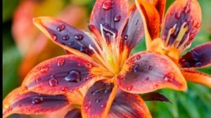 Гүлдердің суреті