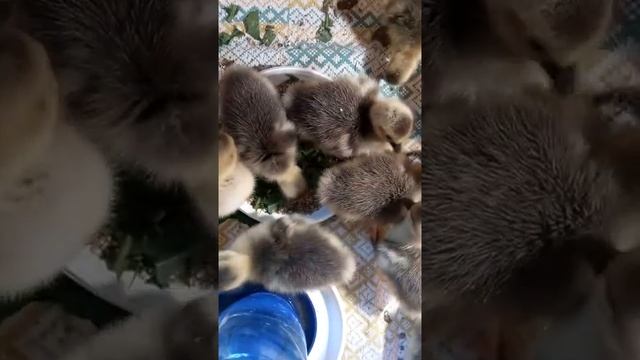 Выращивание гусят. День 3-й