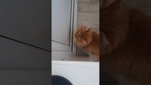 20 минут со своим котом мусиком на балконе челлендж!