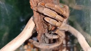 Птицеед psalmopoeus camb. за трапезой