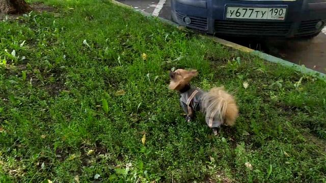 Дождевик)) смотреть онлайн