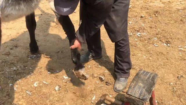 修蹄：蹄子朽烂成空壳，毛驴痛苦不已却无法表达！超解压【二溜子视频】 смотреть онлайн