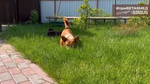 №52. Секрет породы. Вельш-корги кардиган