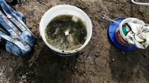 Осенняя удачная рыбалка на пересыхающем пруду
