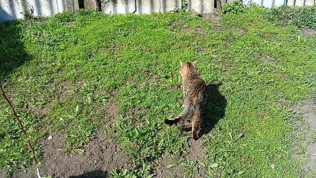 Деревенские забавы . Жизнь в деревне
