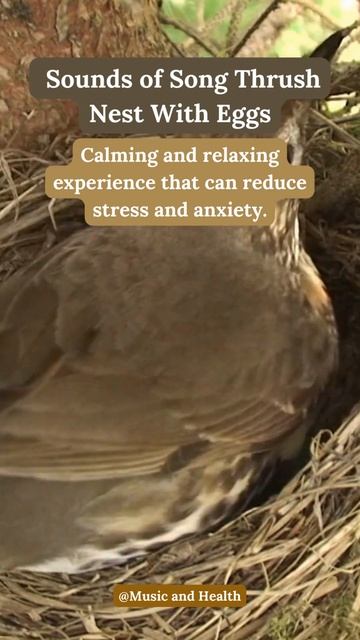 Song Thrush Nest with Eggs: A Natural Remedy for Relaxation and Stress Relief смотреть онлайн