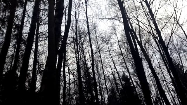 Шумы Брютовского леса смотреть онлайн