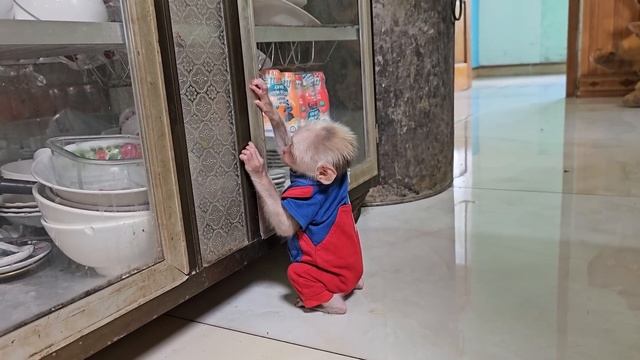 Monkey Su doesn't like drink powdered milk, he just wants drink fresh milk смотреть онлайн