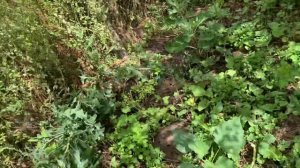 Саженцы от Татьяны Гречишникова Й ￼