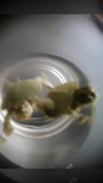 Мои новые домашние животные ( мини черепахи Лео и Натали) смотреть онлайн