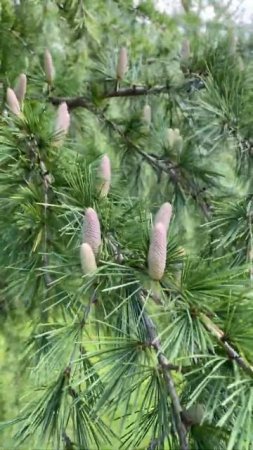 Close up on Tree Branch with Cones #shorts                    Video by Jean-Paul Wright from Pexels