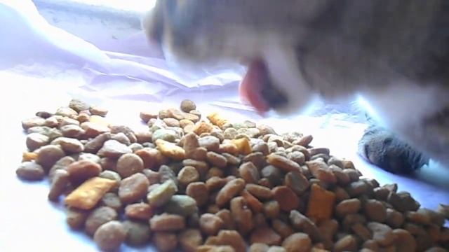 Я Обожаю Своего Кота Кекса В Его Честь Назван Этот Ютуб-Канал Приятного Аппетита 😻 смотреть онлайн