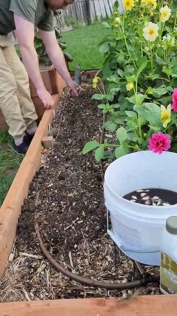 Are you growing garlic this year? 🧄🧄🧄 #garlic #growgarlic #vegetablegarden #backyardgardening смотреть онлайн