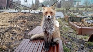 (995) Лиса приходит в гости. Апрель 2025