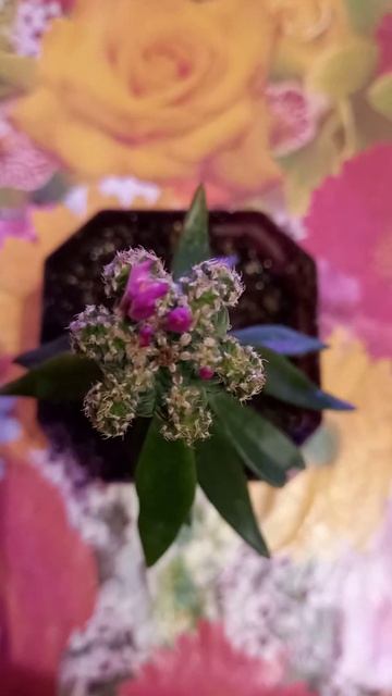 P.S немного увеличил ацтекиум смотреть онлайн