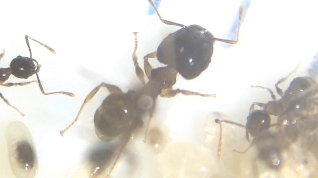 Pheidole Megacephala Colony Update! | Update Video Presented By Ant Co смотреть онлайн