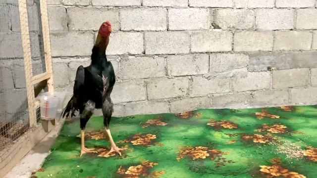 Крупный Шамо ‘ Shamo смотреть онлайн