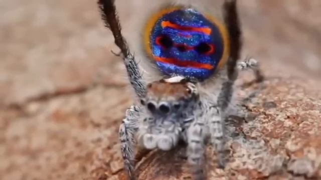 Amazing, Peacock Spider смотреть онлайн