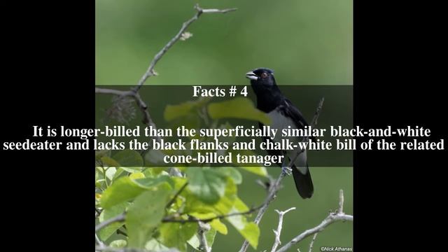Black-and-white tanager Top # 7 Facts смотреть онлайн