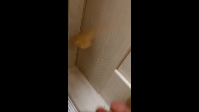 Ugdymas seimoje 2022 07 22 drugelis - azuolinis verpikas (Lasiocampa quercus) смотреть онлайн