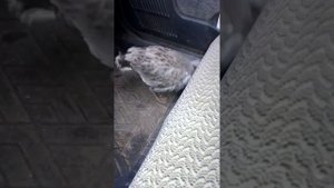 чайки 1 часть