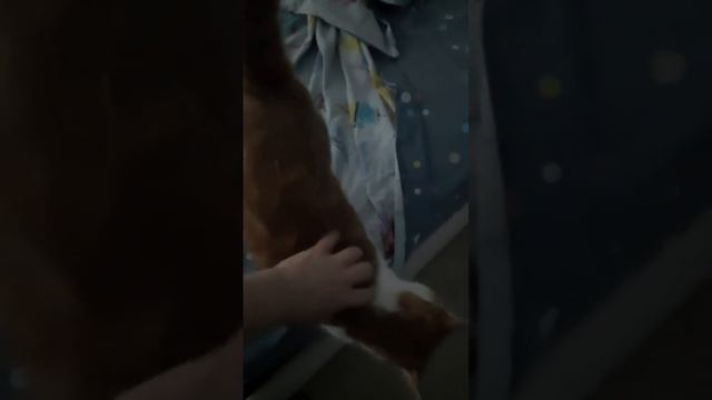 Утренние нежности котика и песика #кошкисобаки #dogcatlover #dogcat #catdog #catlovers #cat #кошка