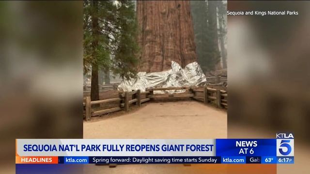 Sequoia National Park fully reopens Giant Forest after fire closure смотреть онлайн