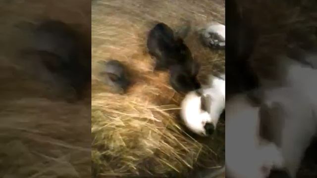 кролики в вольере смотреть онлайн