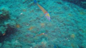 Lloro Thalassoma pavo