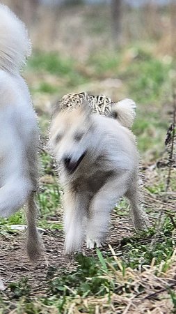 Лифт для щенка