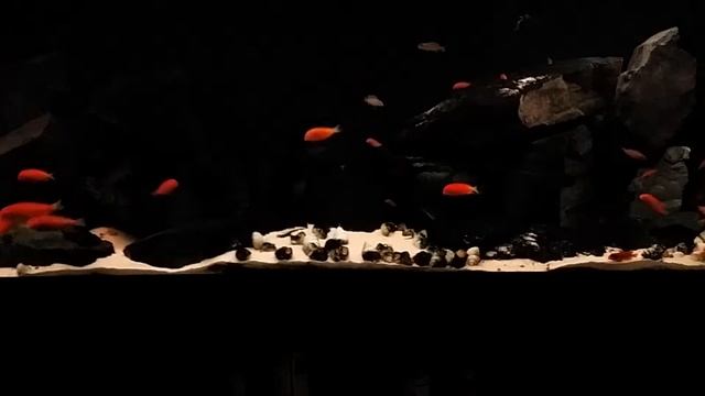 Трофеусы, RGB лента, полумрак