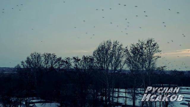 Руслан Исаков - Стаи птиц смотреть онлайн