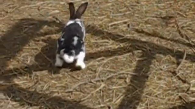 Décibel le lapin смотреть онлайн