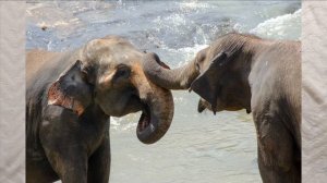 Fun Facts for kids - Elephants || Educational Videos For kids