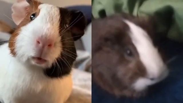 реакция Аливки на звук другой морской свинки #рекомендации #подписка смотреть онлайн