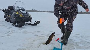 НАПАДЕНИЕ  ЧЕРНОЙ ЩУКИ. ЖЕРЛИЦЫ и ДОХЛЫЙ ОКУНЬ.