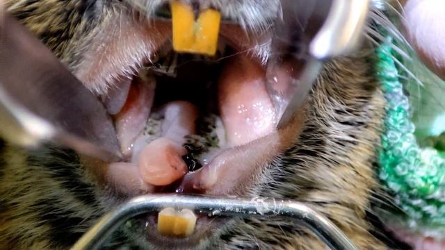 Degu dental problems | Дентальні проблеми у білки дегу смотреть онлайн